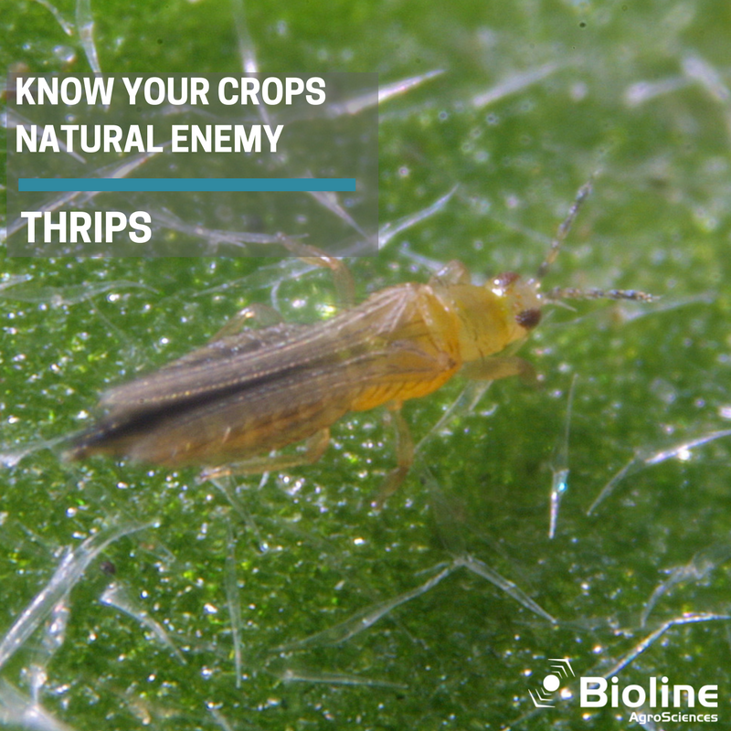 Bioline_AS_Int's tweet photo. WITH OVER 5,000 SPECIES OF THRIPS SHARING OUR PLANET — LEARN HOW AND WHY THE PEST IS DETRIMENTAL TO YOUR CROP PRODUCTION ⬇️https://t.co/qRoeIdp0wd https://t.co/8nvWuN8gHV