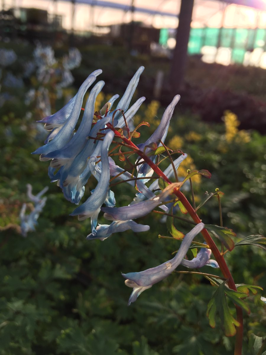 Beautiful blue of #Corydalis flexuosa 'China Blue' shining out from the shade tunnel last spring. They're one of the best ground covers for a shady border or copse and will go on from April till July. #shadyplants #gardenideas #AVlist #gardening #horticulture #gardendesign
