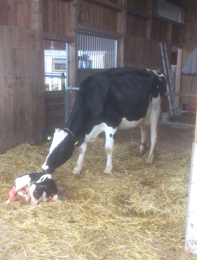 moocallofficial's tweet photo. Xaver Suter sent these two in - it looks like they're bonding! #agtwitter #agvocate #agpic #FarmLife https://t.co/Xu46xVsbq8