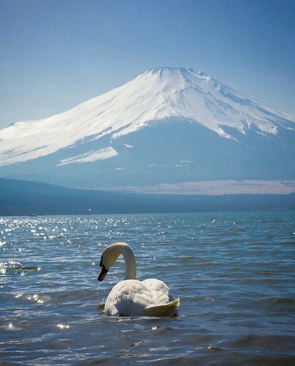 #japan  #Love
#Cute  #CAT  #Animal  #Sammer #  #See  #hair  #beauty  #tbt #like4like  #l4l 
#follow4follow #happy #fun #beautiful　#富士　#冬　#雪　#インテリア　　#風景　#リゾート　#Amazing  #Insta #花 ift.tt/2Fwy4Ot