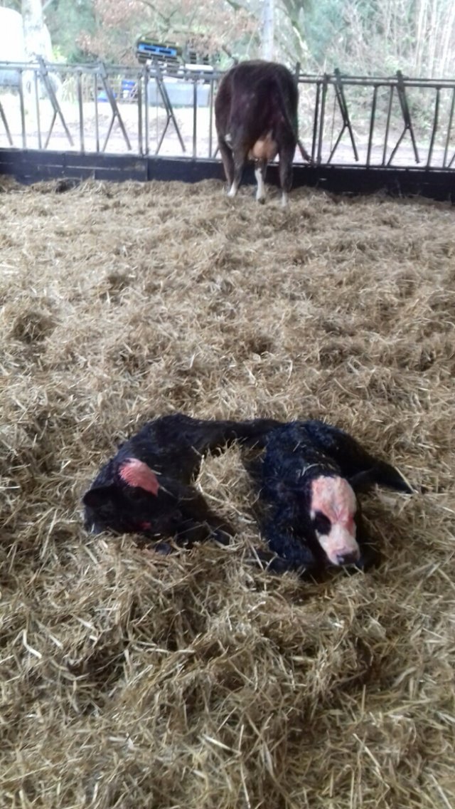 moocallofficial's tweet photo. James Beattie got himself a nice set of Aberdeen Angus bull calf twins! The poor Heifer mightn't feel as good as he does 😂 #agtwitter #agvocate #agpic #farmlife #calves https://t.co/BaqJmm0mq9