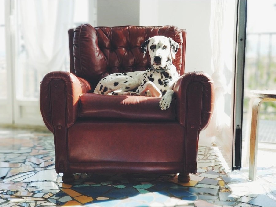 ¿Sabías que <a href="/entrelenguasays/">entrelenguas</a> es #dogfriendly? Descubre por qué tu negocio también debería serlo en este genial artículo del blog de @andalucialab goo.gl/fJoMpQ via <a href="/Alexguide_/">Alex Montesinos</a>