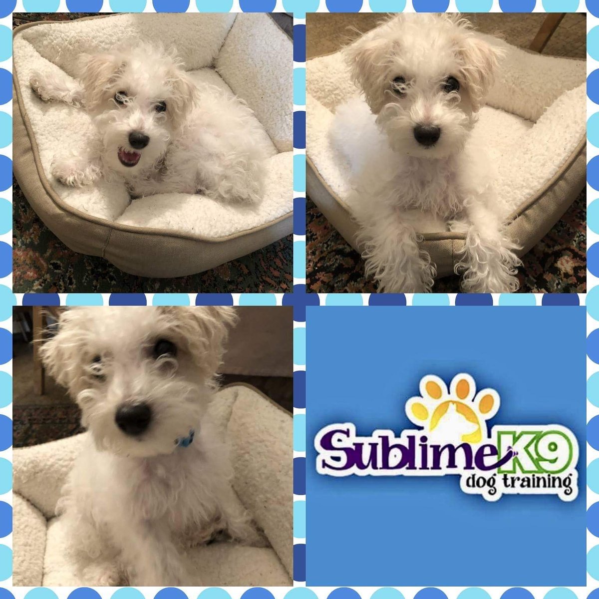 sublimek9dog's tweet photo. Don’t let this adorable face fool you! Loki is capable of quite a bit of #mischief! Good thing his family called us in to work with him early. Loki is now transitioned off of #weeweepads and going potty #outdoors regularly.
#longisland #dogtraining #dogs https://t.co/v0mvHsMBhh https://t.co/AaKCeT1ZGP