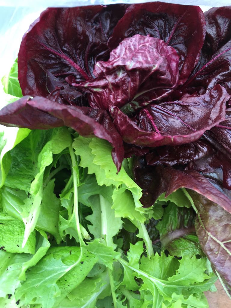 Even with more cold weather on the way, there’s still colourful salad growing.