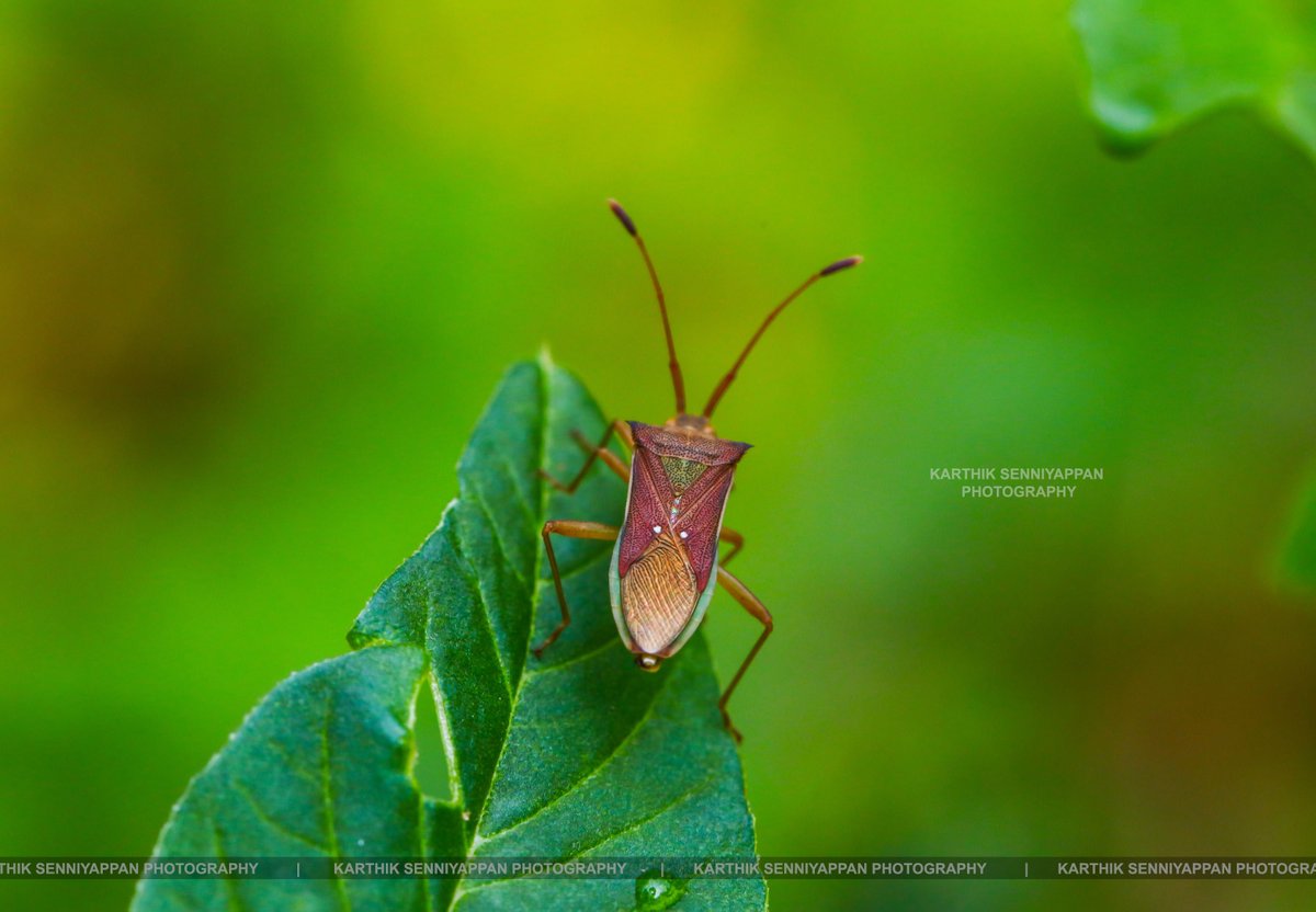 karthiksathis's tweet photo. #photography #photograph #photo #invertebrate #insect #colorfulinsect #unknowninsect #bug #insectphotography #beautifulinsect #canon5dsrbody #karthiksenniyappanphotography
P-001
Look at this beautiful guy, I captured at ooty forest. https://t.co/AQdBAacK2G