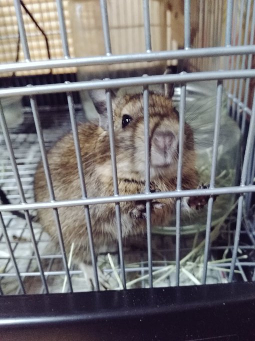 Twitterのコスプレ画像27