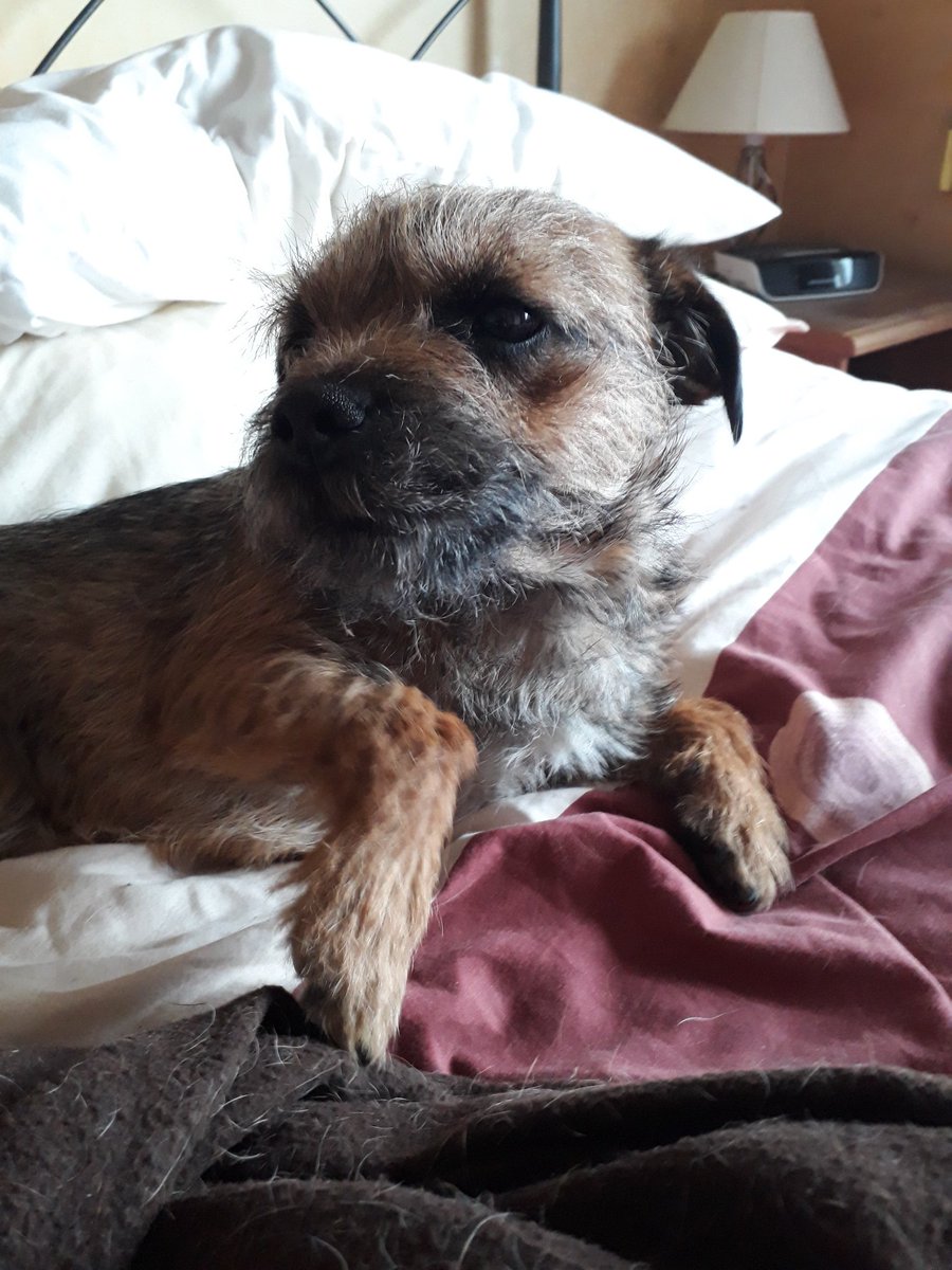 LivingToRun's tweet photo. When you just wake up &amp; your beard is all over the place... #bedbeard #morningbeard #borderterrierstruggles #BorderTerrier #cuteface https://t.co/J5HxsldDOj