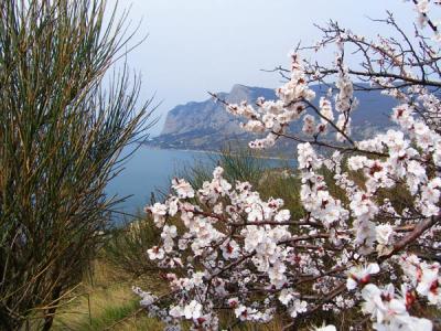 Крым в начале мая. Ялта цветение миндаля. Цветение миндаля в Крыму. Весенний Крым цветение миндаля. Цветение миндаля в Севастополе.