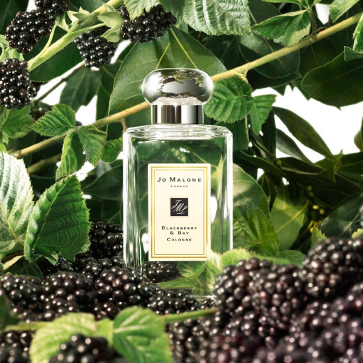 JoMaloneLondon's tweet photo. Our new favourite pairing. Vivid Primrose & Rye with vibrant Blackberry & Bay. How do you layer and combine the #EnglishFields collection? https://t.co/6uIuFT0BMN https://t.co/8FsiaPZkLi