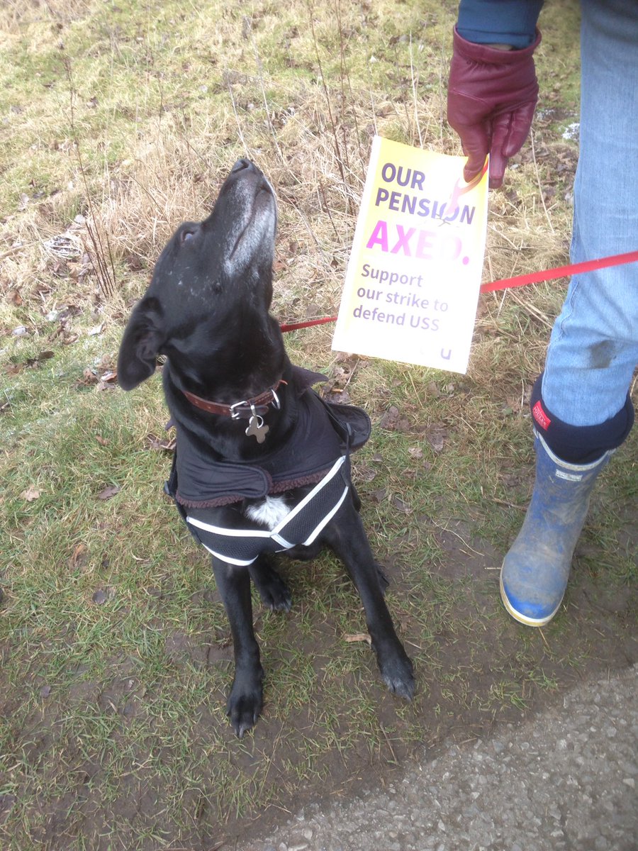 torcheculs's tweet photo. Welly & Bobi brave the snow to protecc university staff pensions #dogsonpicketlines #puppyprotests #UCUstrike #heprotecc https://t.co/FiAVoaXOWE