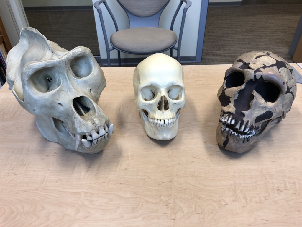 gorilla skull vs human skull