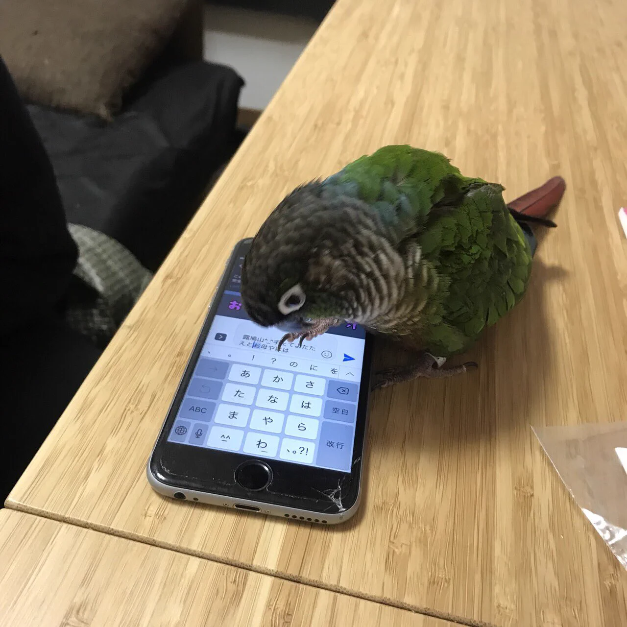 社長から届いた突然のLINE!!犯人は伝書鳩ならぬ伝書バードwww