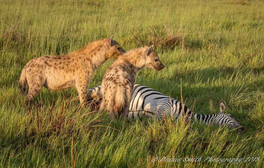 WeAreWilderness's tweet image. 2 hyaenas feeding on a zebra, a female leopard with an impala kill in a tree, a female cheetah with her cub on a big male impala kill &amp;amp; the local pride hunting giraffe &amp;amp; practicing tree-climbing.&quot; A week in the life of #Chitabe guide Dennis Smith wilderness-safaris.com/blog/safari-al… #Okavango