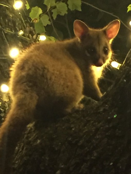 This adorable little dude was just chilling in a tree! Aussie possums are great you guys. https://t.