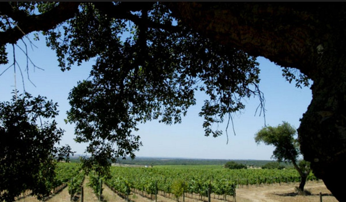 #MotivationMonday HERE ARE SEVEN CONSUMER WINE TRENDS TO WATCH IN 2018 bit.ly/2EXjFKa In addition to this, wine-on-tap will also become more popular.
#Luxury #Sunshine #Relaxed #Goodliving #PortugueseDream #EnjoyPortugal #WineMakers #WinesofPortugal #WineTime #WineLife