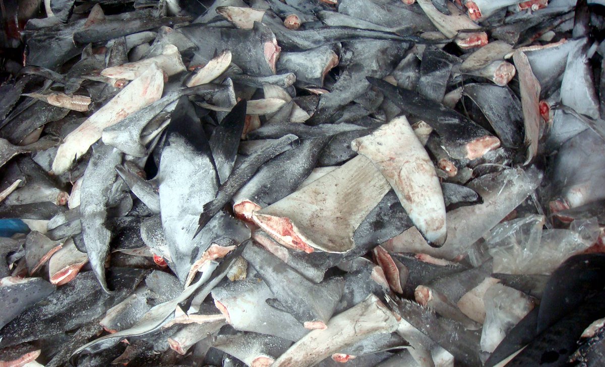 El cartílago de tiburón no solo es inútil contra el cáncer, es algo más goo.gl/9psNQG vía <a href="/el_pais/">EL PAÍS</a>