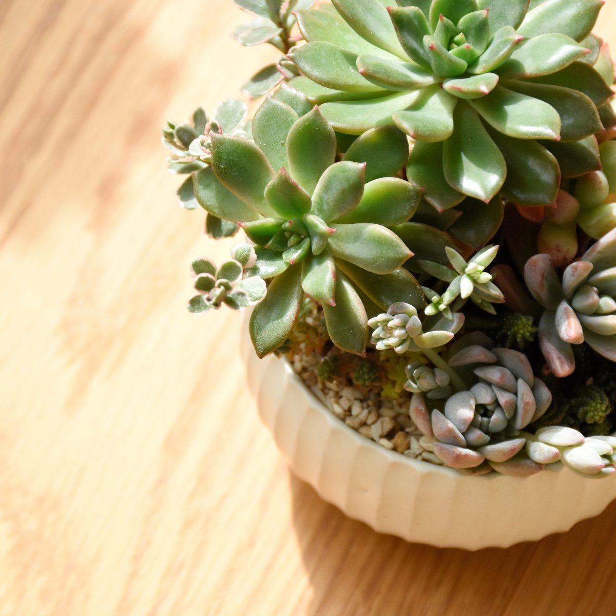 ট ইট র Timber Yard ティンバーヤード Event 地元 千葉県浦安市で多肉植物のアレンジを提案されている 近藤さんご夫妻によるユニット Tokiiro トキイロ 現在当店で開催中のイベントに合わせて 季 とき の色を大切にしたミニチュアガーデンの