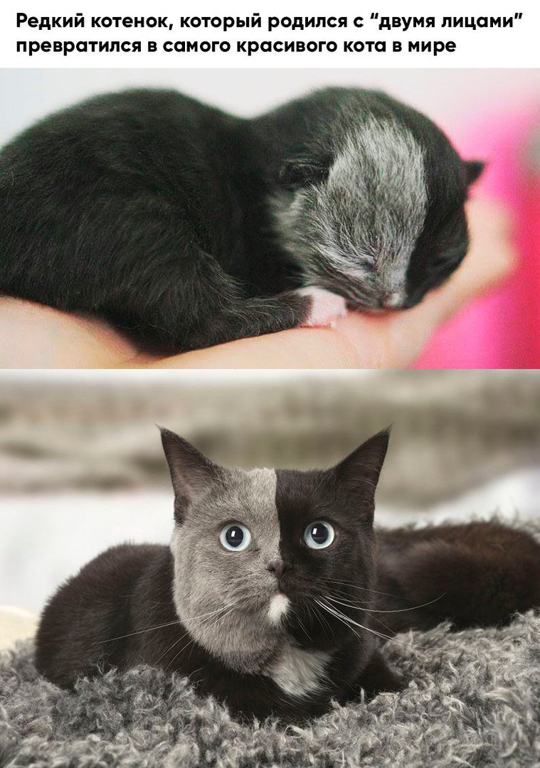 Самый необычный кот в мире