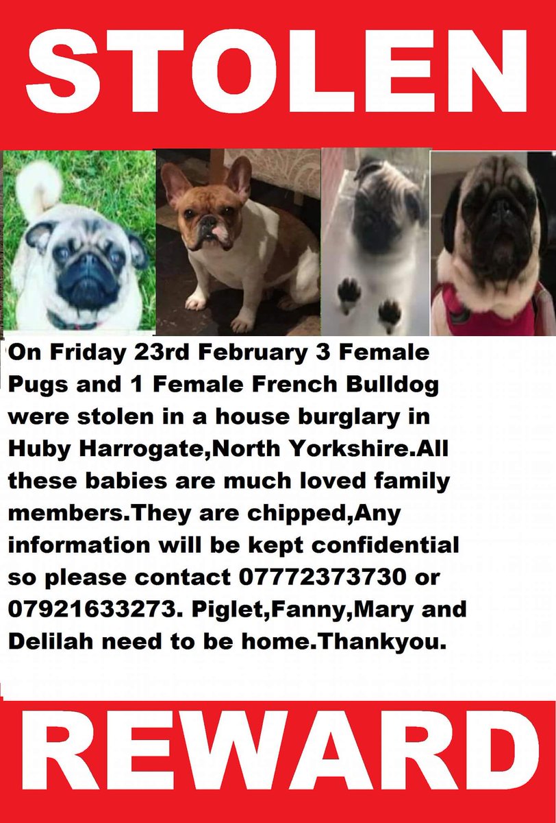 EmmaSearchForD1's tweet image. @michkeegan This is a heartbreaker~plzzz would u kindly  retweet4us?? 4 dogs were all taken from same house during break in at a house in Huby,Harrogate nr Leeds 23rd Feb.Children are distraught at losing their best friends. #findthese4guys 🐾🐶