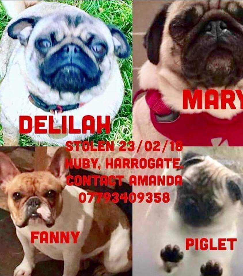 EmmaSearchForD1's tweet image. @michkeegan This is a heartbreaker~plzzz would u kindly  retweet4us?? 4 dogs were all taken from same house during break in at a house in Huby,Harrogate nr Leeds 23rd Feb.Children are distraught at losing their best friends. #findthese4guys 🐾🐶