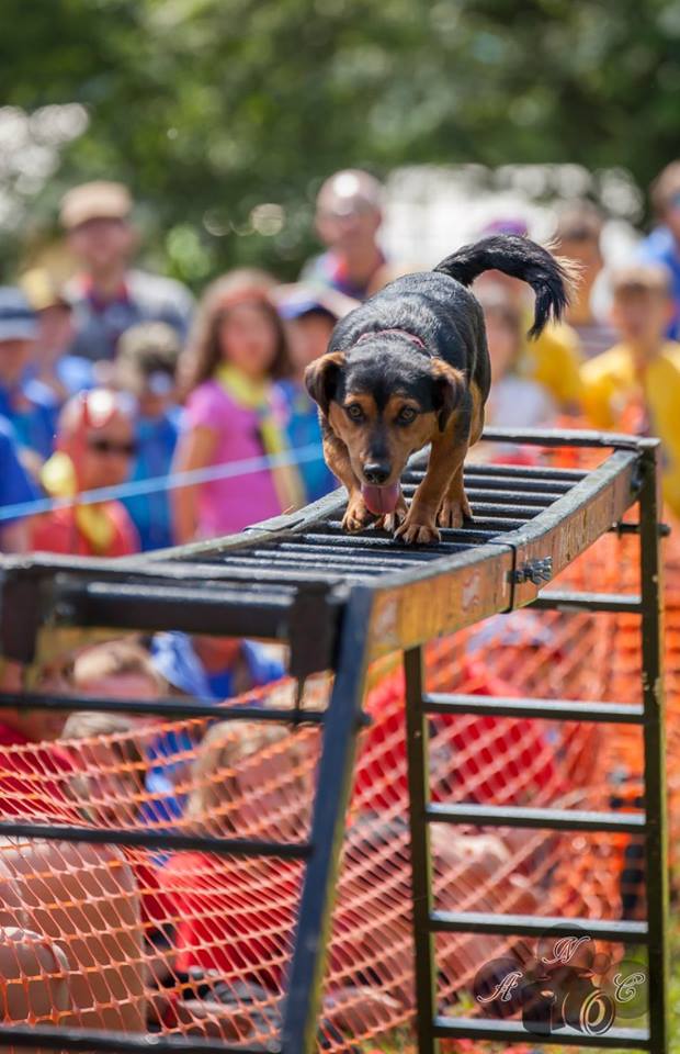 StMichaelsHosp's tweet photo. #herefordhour Whoops! We forgot to mention that @PFTDogDisplay will be performing their first display of the year at the close of our Big Spring Walk in Sunday 18th March. Come for the walk, stay for the dogs :) https://t.co/Wb7NS8RZef