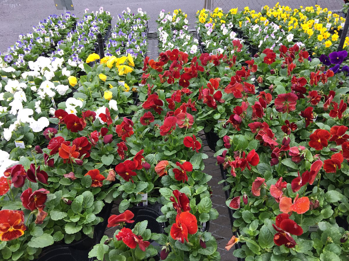 Gastonia Home Depot (#3606) has flowers and new shrubs and flowering trees!  Spring is here, come get them! 🌸🌼🌻🌞🌹🥀🌺🌷💐🌳🌲