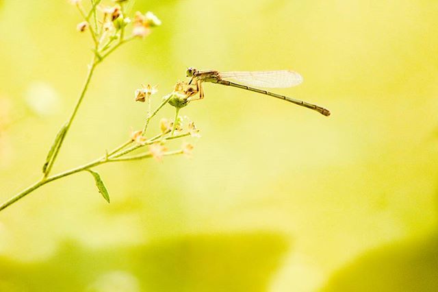 vishwajit5's tweet image. Damselfly

#fcrajkot #ig_dpc #damselfly ift.tt/2FymuT0