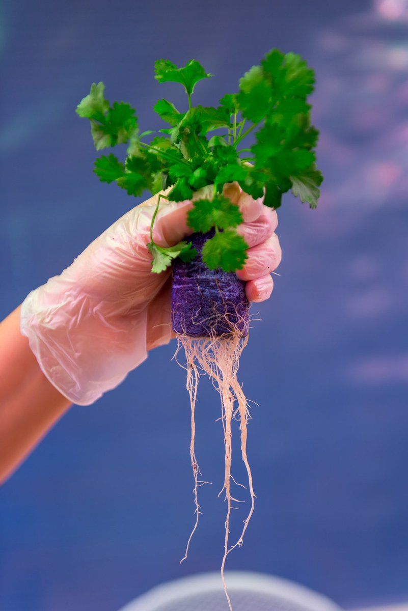 nyhetsrommet's tweet photo. Byspire: 10 gode grunner til at vertical farming kan redde verden - https://t.co/xlaGE9rAWC https://t.co/gZsMu7kQkW