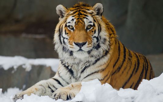 maa___d's tweet photo. The real Dead Cat bounce has not come yet. Wait for the moment when everyone is hopeful. It seems preferable to judge whether it is real at that time. #Tigerbounce? #Catbounce? https://t.co/j4hclYliZQ