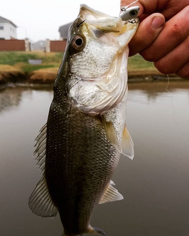 CrouchOutdoors's tweet photo. Rough morning but hey no skunk for me! #fishing #bassfishing #lmb #texasfishing #texasangler #freshwater #outdoors #kaf #keepaustinfishing https://t.co/Z7iaiCXeXB