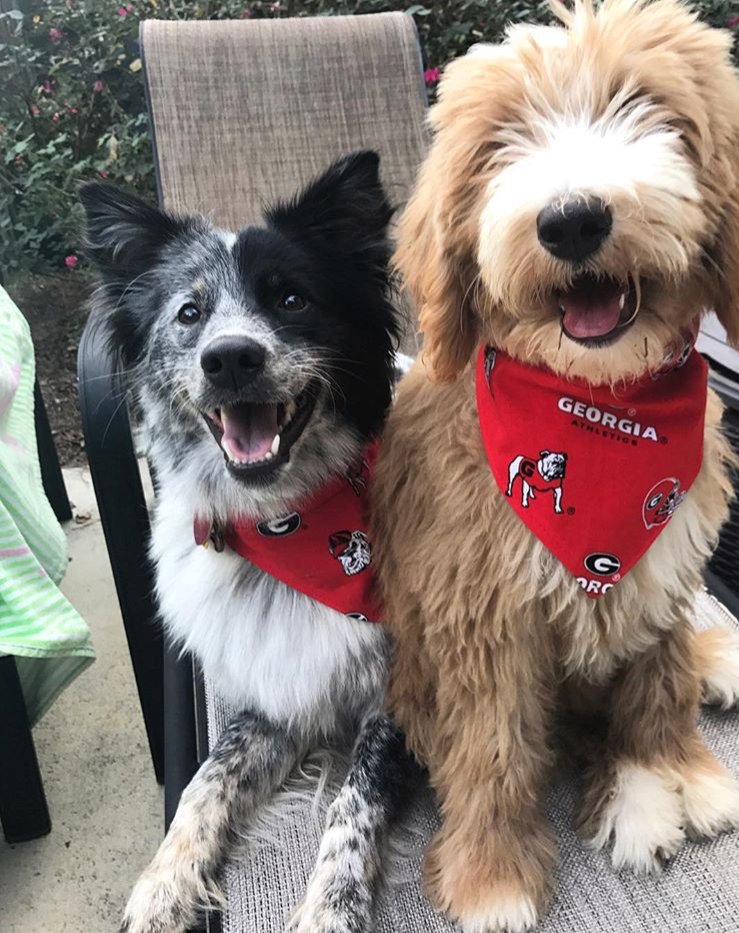 Tag your dawg for life - Happy Valentines Day from Spring Hill Suites-Oconee!
.
.
.
#springhillsuites #athens #georgia #hotel #hotelsuite  #downtown #downtownathens #athensga #athensvibe #athenslife #athensgram #travel #valentine #vday #love #vacationtravel #classiccity