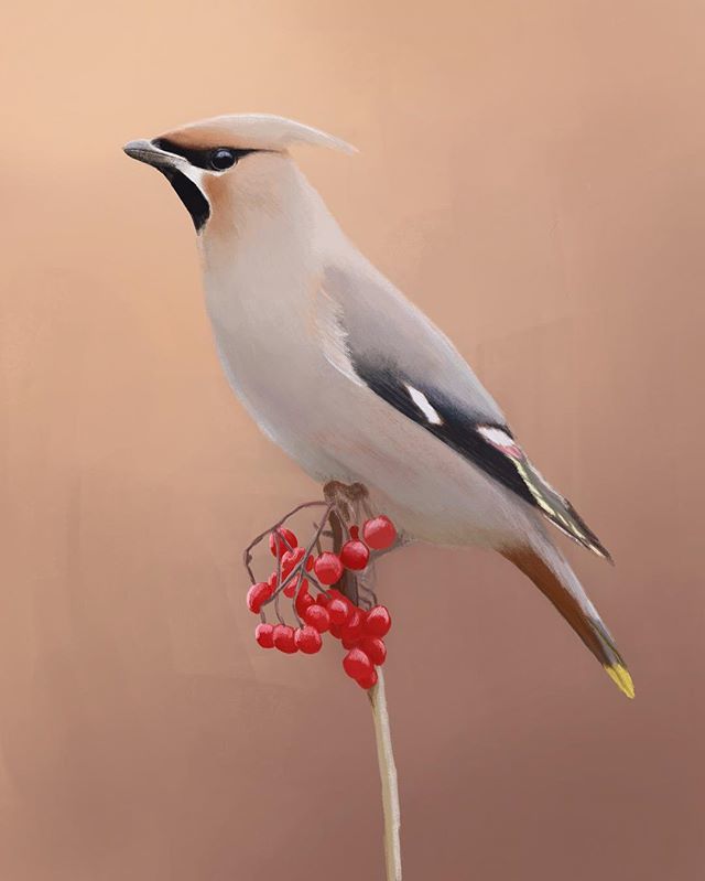 KCGillies's tweet photo. Taking a break from traditional media with the cedar waxwing piece :) let me know if I can interest you in a print 😉 ·
·
#waxwing #best_birds_of_ig #birdlovers #birdwatcher #digitalart #digitalpainting #birdartist #wildlifeartist #scientificillustrat… https://t.co/G6E91cKkpF https://t.co/Ye1naEvyxD