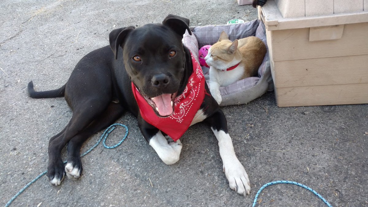 alexsighted's tweet photo. @RalphsGrocery my pets remind me to play with them every day. it's better for their health and mine #LoveYourHeart https://t.co/9socVDDk49