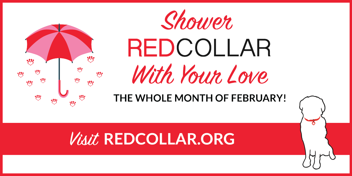 bluetailtweets's tweet photo. Pay it forward this V Day <3 and Shower Red Collar Rescue with your Love -
 They're an AMAZING organization! Let's help them meet their goal!! https://t.co/Yr4JSx3GSj #redcollarrescue #dogrescue https://t.co/P3B5gglWod