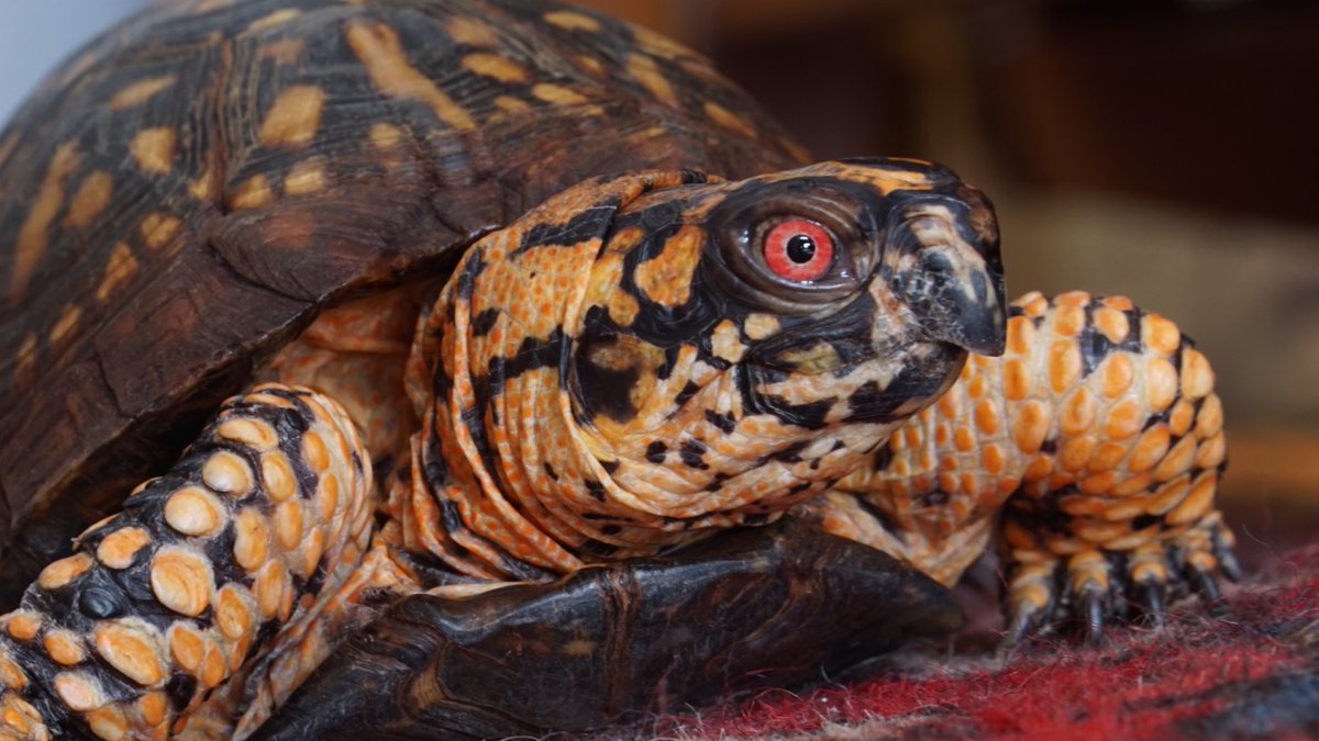 JoshDataTurtle's tweet image. There are hills left to climb. I will go forth.