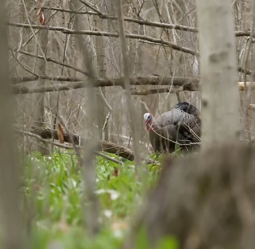 eddieturkeyman's tweet photo. When he comes sneaking in... https://t.co/8aICISNjed