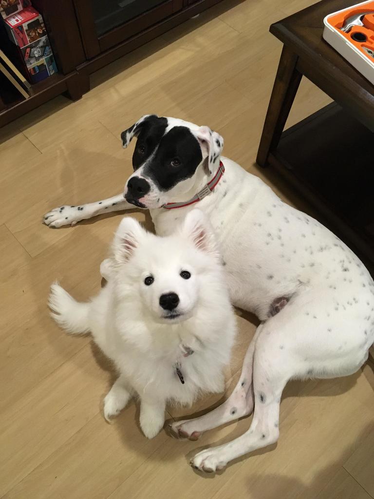 FloofSamoyeds's tweet photo. Two sides of the doggo spectrum. Short hair and long hair squishy pups. https://t.co/Eseay0p9wW
