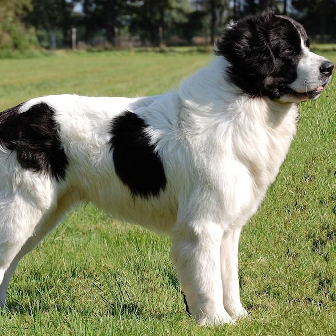 GUESS THE BREED

#dogbreed #guessinggame #somanydogs