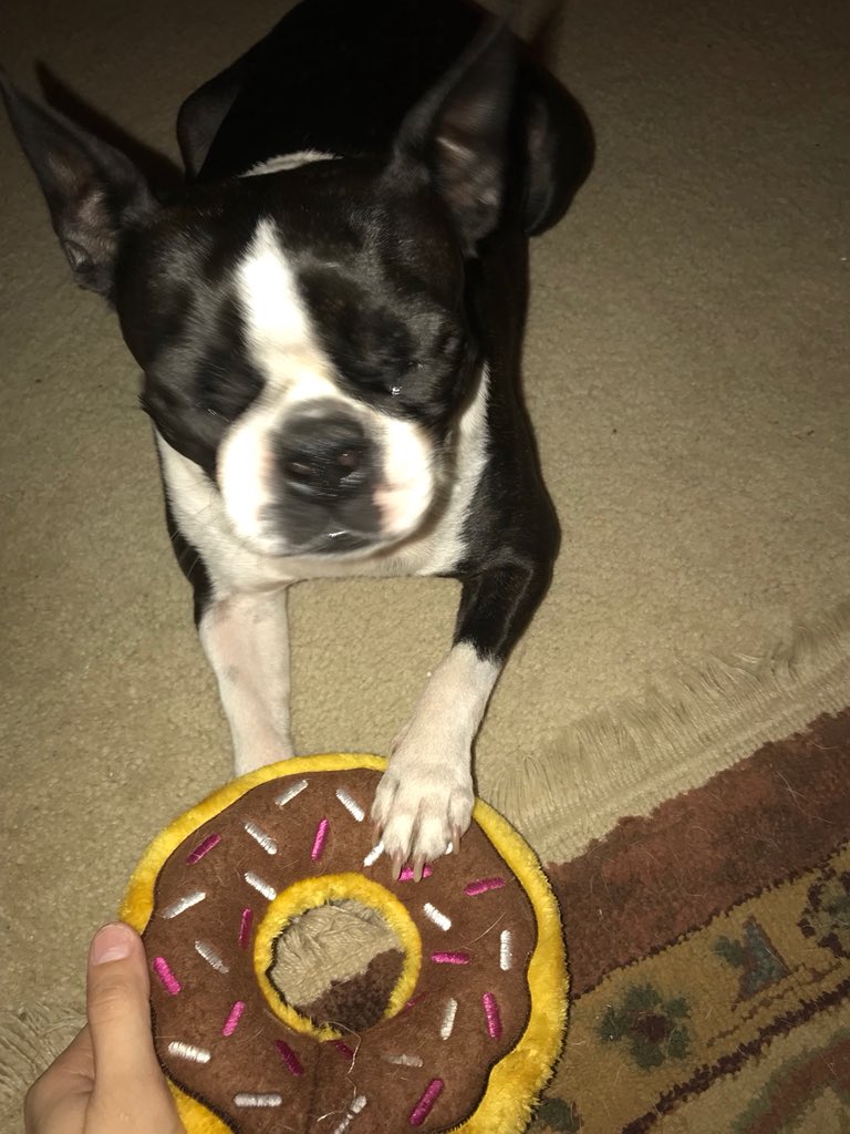 markwertz55's tweet photo. . On this #ValentinesDay2018 even our little #BostonBull chooses @DDVirginia #DunkinVa โ๏ธ๐ฉ https://t.co/XeIGM0VnSM