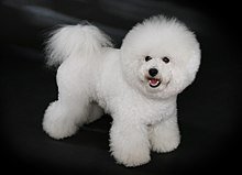 WhereMyImusAt's tweet photo. The #BestInShow at the #westminsterdogshow was a #BichonFrise.  Really?  That's not a dog...THIS is a dog! https://t.co/BntZFORtsk