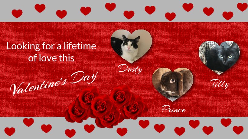 RSPCA_HSWK's tweet photo. Could you offer our hopefuls a lifetime of love this Valentine's Day? Please get in touch 💋😻💘https://t.co/ZszCyWSd8X #valentinesday #happyvalentinesday #adoptdontshop #AnimalWelfare #animalsforadoption #RSPCA @RSPCA_official https://t.co/1mg7cP63Wy