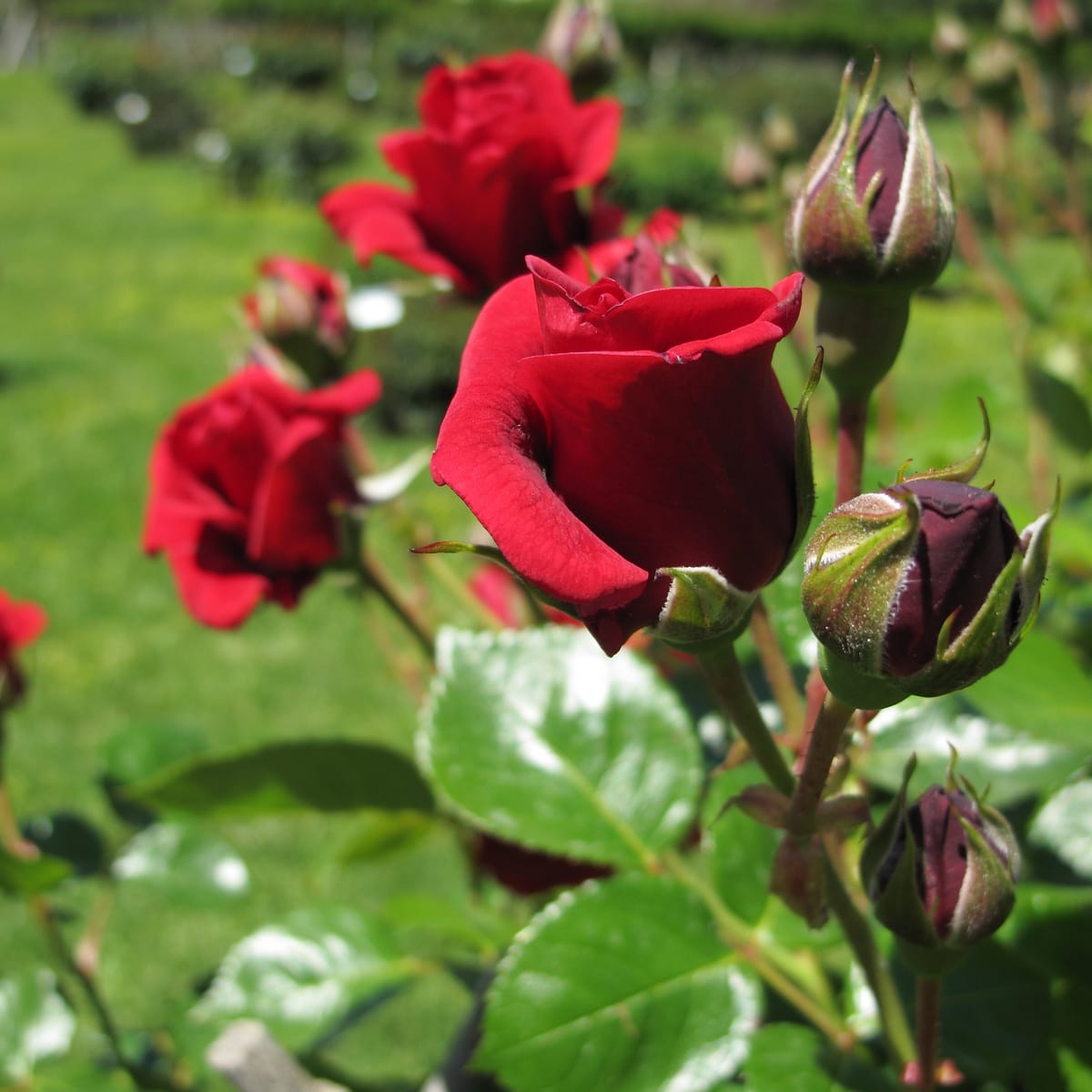 atlascredit's tweet photo. Valentine’s Day Trivia: What state grows the most roses? 

 Answer: California https://t.co/AVi9Z0d6pJ
