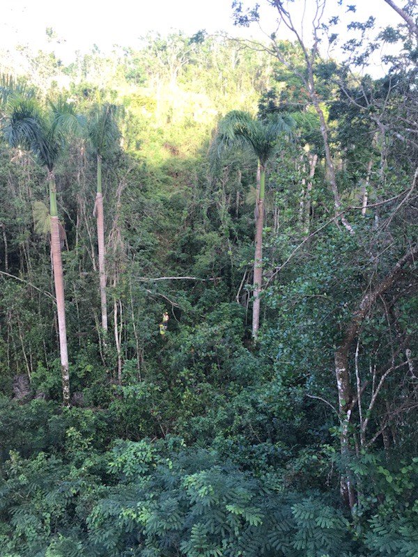 OGandE's tweet photo. #BigOrange up in the trees and down on the ground to restore power in Puerto Rico. #PoweringPR #IluminandoPR https://t.co/Z8wAHmuEhR