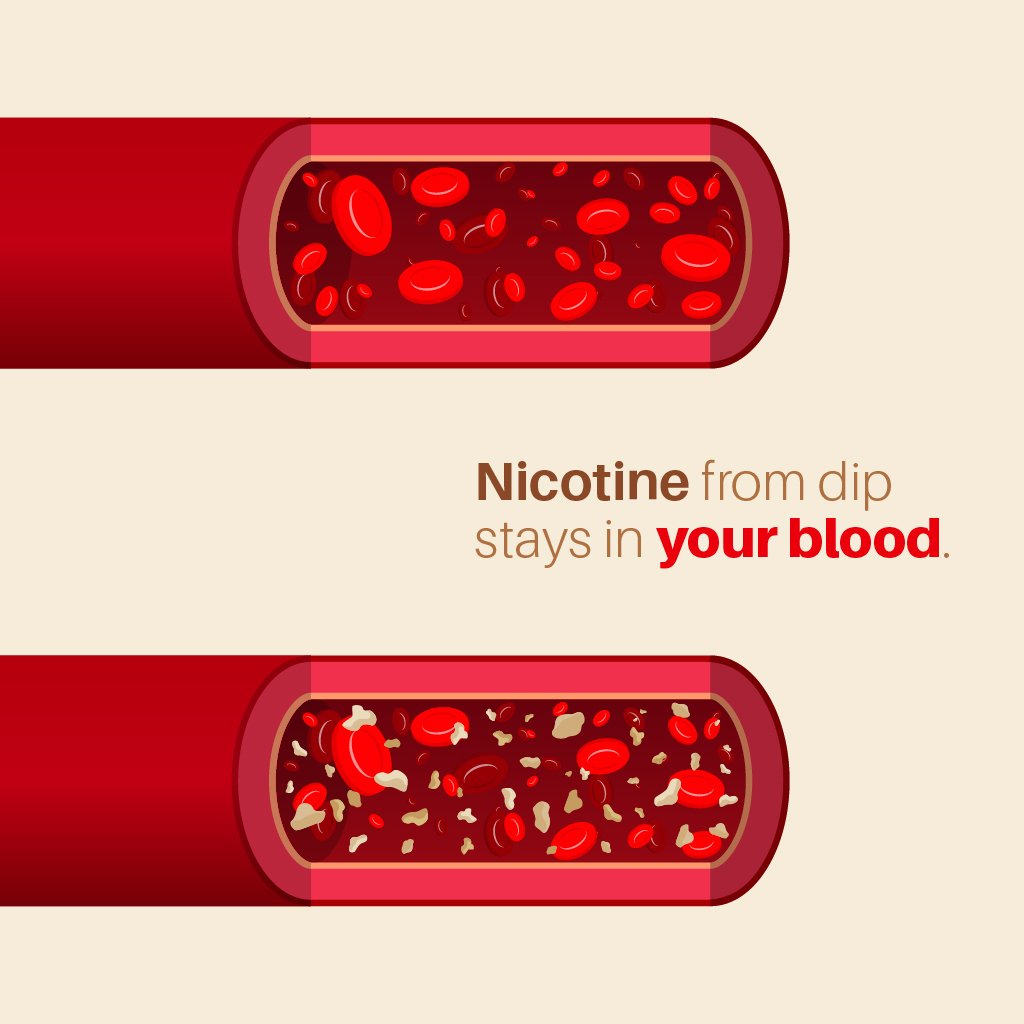 do cigarettes thin your blood Fact: Dip has more nicotine than cigarettes, and the nicotine in dip stays  in your blood longer than nicotine from smoking