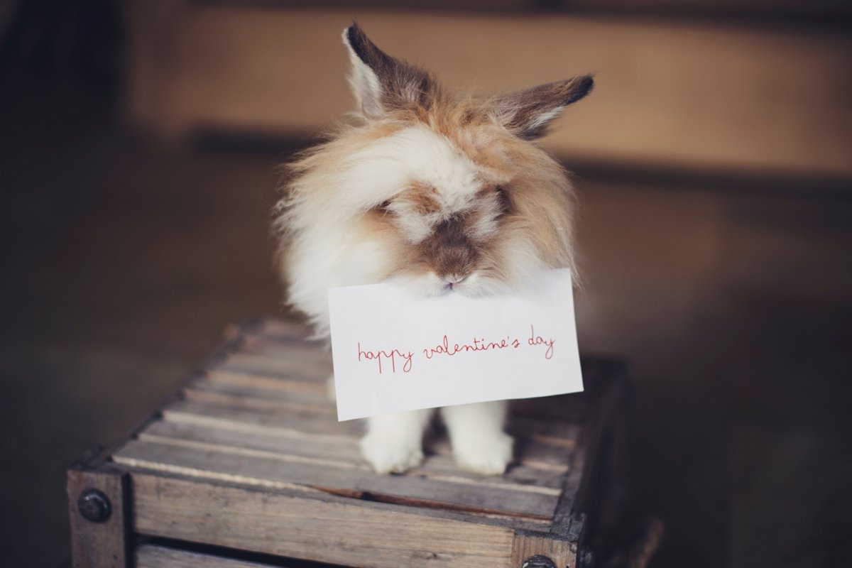 CtryLnFlorist's tweet photo. Happy Valentine's Day everyone! The shop is hopping today and we'll be bouncing all over town to make sure all the deliveries are made, but don't worry - we can still take last minute orders over the phone. https://t.co/hhTf6e6FqI