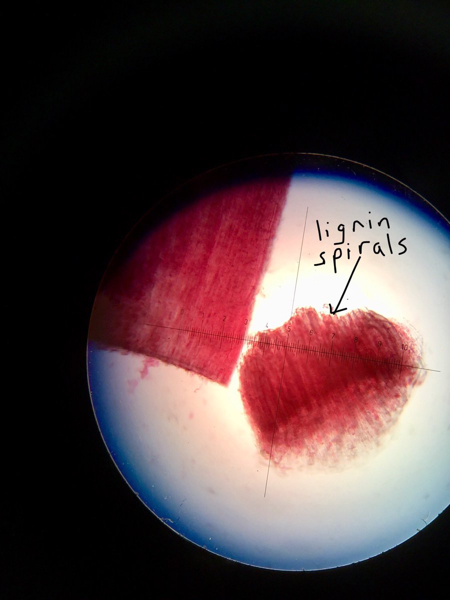 QSBiology's tweet photo. Great microscopy work today with year 12 biologists @TheQueensSchool. Xylems are red, the stem cross-section blue, happy Valentine’s Day from the biology crew #HappyValentinesDay https://t.co/RfkgkwQezq