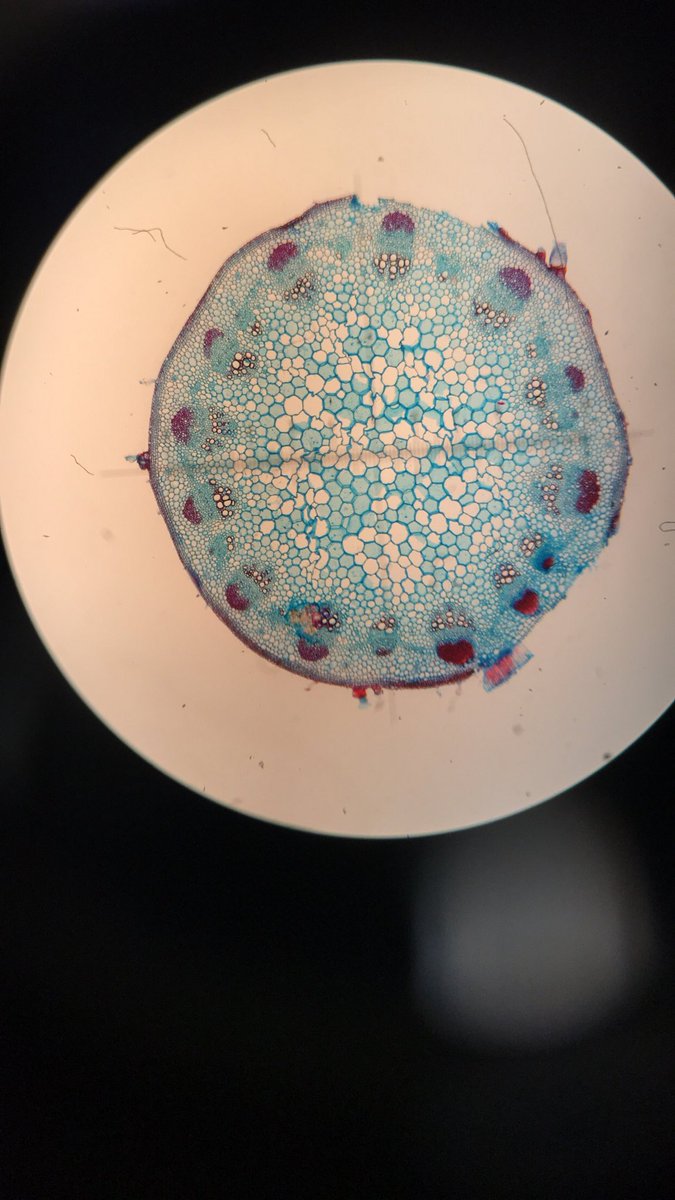 QSBiology's tweet photo. Great microscopy work today with year 12 biologists @TheQueensSchool. Xylems are red, the stem cross-section blue, happy Valentine’s Day from the biology crew #HappyValentinesDay https://t.co/RfkgkwQezq