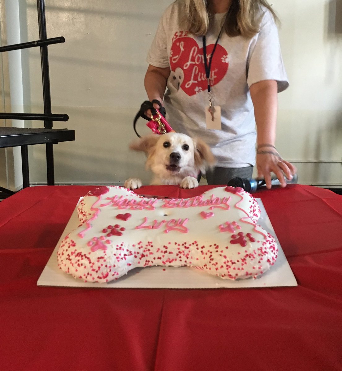 PS 22 Staten Island (@ps22si) on Twitter photo Respect For All week continues as we celebrate our comfort dog Lucy's birthday! @vgallassio @District31R <a href="/CarmenFarinaDOE/">Carmen Fariña</a> <a href="/MLDonath/">Melissa Lamb</a> <a href="/MJSIMPSON01/">Maria J. Simpson</a> <a href="/staceyrappaport/">Stacey Rappaport</a> <a href="/ChrisESerrano/">Christopher Serrano</a> #welovelucy @ELI40NYC <a href="/NYCSchools/">NYC Public Schools</a> <a href="/CSAStatenIsland/">CSAStatenIsland</a> #proud31 Respect For All week continues as we celebrate our comfort dog Lucy's birthday! @vgallassio @District31R <a href="/CarmenFarinaDOE/">Carmen Fariña</a> <a href="/MLDonath/">Melissa Lamb</a> <a href="/MJSIMPSON01/">Maria J. Simpson</a> <a href="/staceyrappaport/">Stacey Rappaport</a> <a href="/ChrisESerrano/">Christopher Serrano</a> #welovelucy @ELI40NYC <a href="/NYCSchools/">NYC Public Schools</a> <a href="/CSAStatenIsland/">CSAStatenIsland</a> #proud31