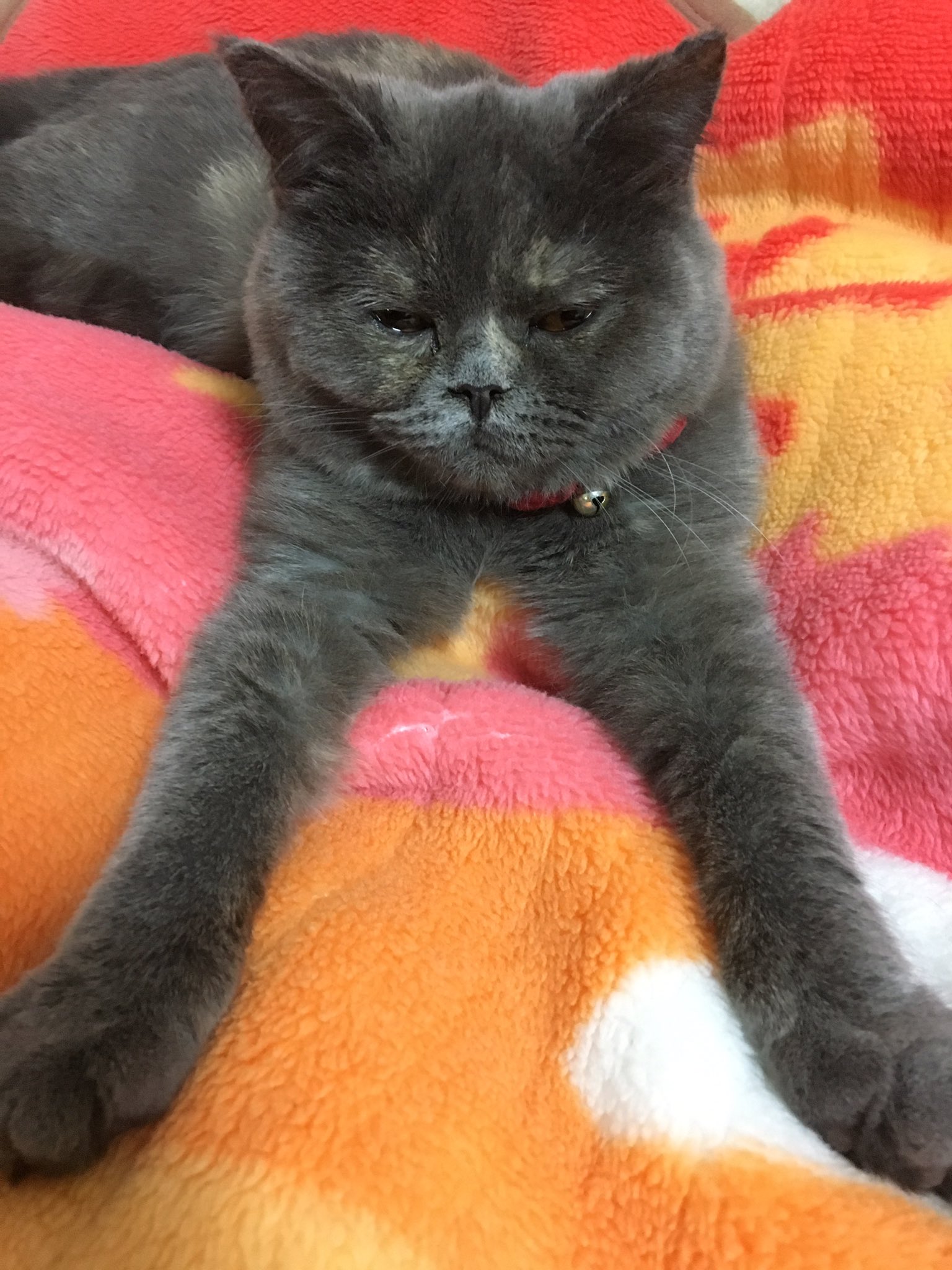 ふくまる 普段は短いお手手のふくまるが なんかすごい伸ばして美脚になってる どちらさまでしょう エキゾチックショートヘア 猫好き Cat 猫モフー 猫