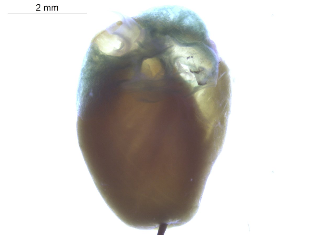impc's tweet photo. Today’s #geneoftheday is #Ash2l. Full name: ASH2 like histone lysine methyltransferase complex subunit; Phenotype associations include abnormal embryo size &amp; abnormal pericardium morphology. More information: https://t.co/Hnn4UK2fy9 @GeneticsUpdate #embryodevelopment @bcmhouston https://t.co/WbmN0xWENZ